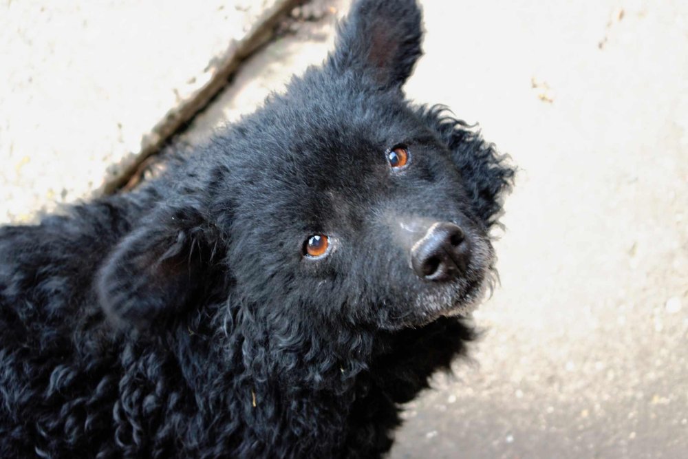 Croatian SheepDog Breed Image 19