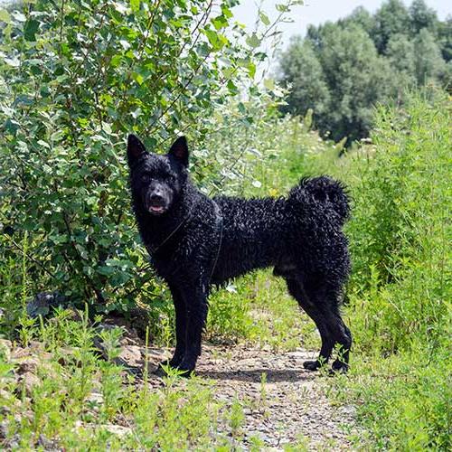 Croatian SheepDog Breed Image 3