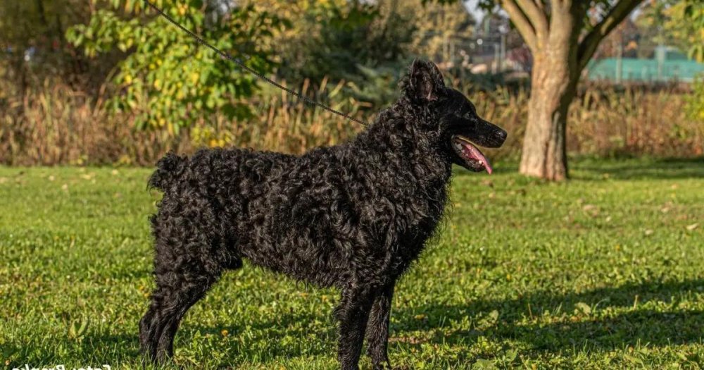 Croatian SheepDog Breed Image 5