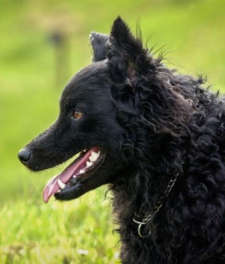 Croatian SheepDog Breed Image 8