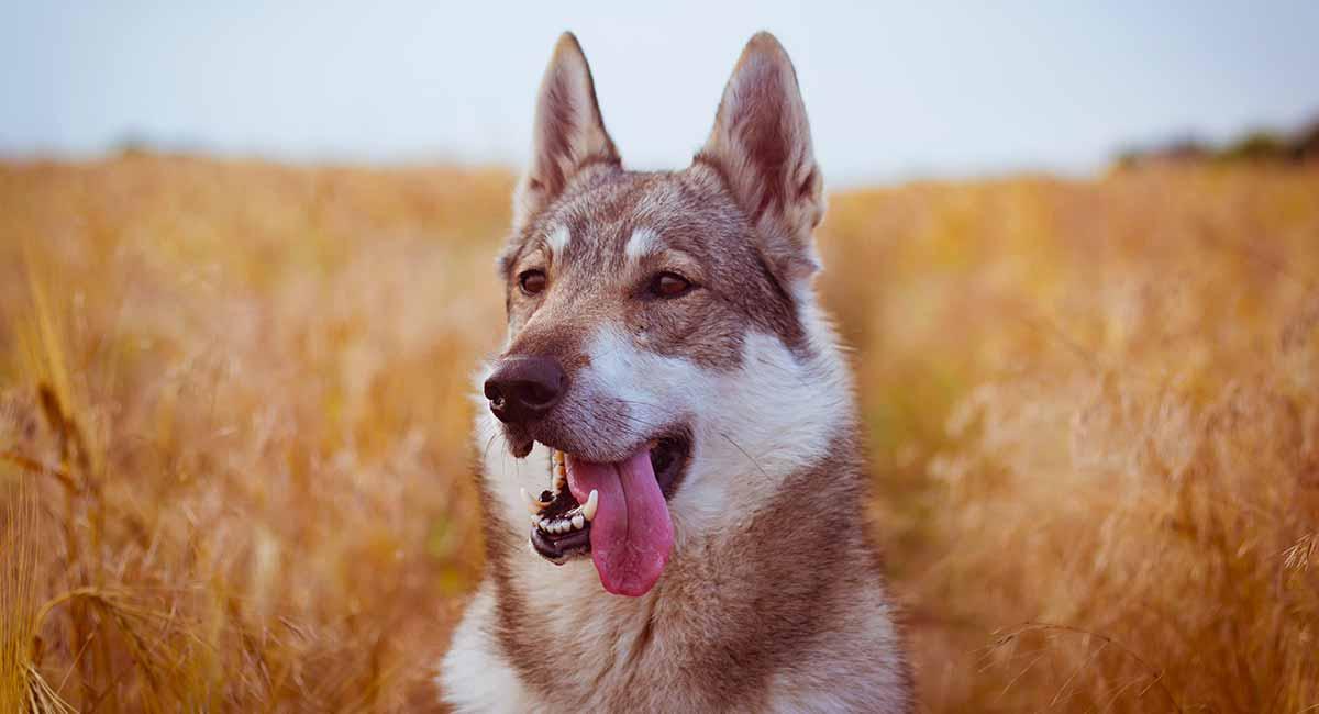 Czechoslovakian WolfDog Breed Image 10