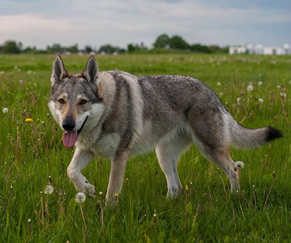 Czechoslovakian WolfDog Breed Image 16