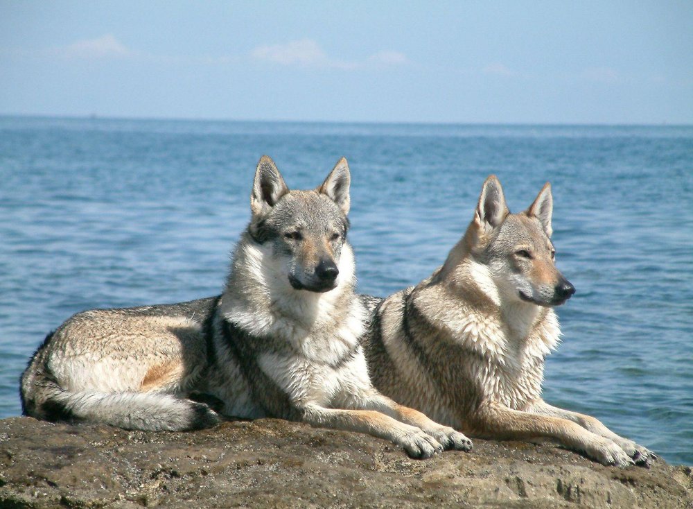 Czechoslovakian WolfDog Breed Image 19