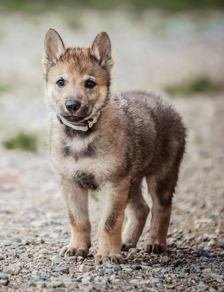 Czechoslovakian WolfDog Breed Image 20