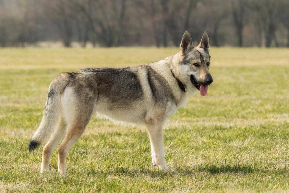 Czechoslovakian WolfDog Breed Image 5