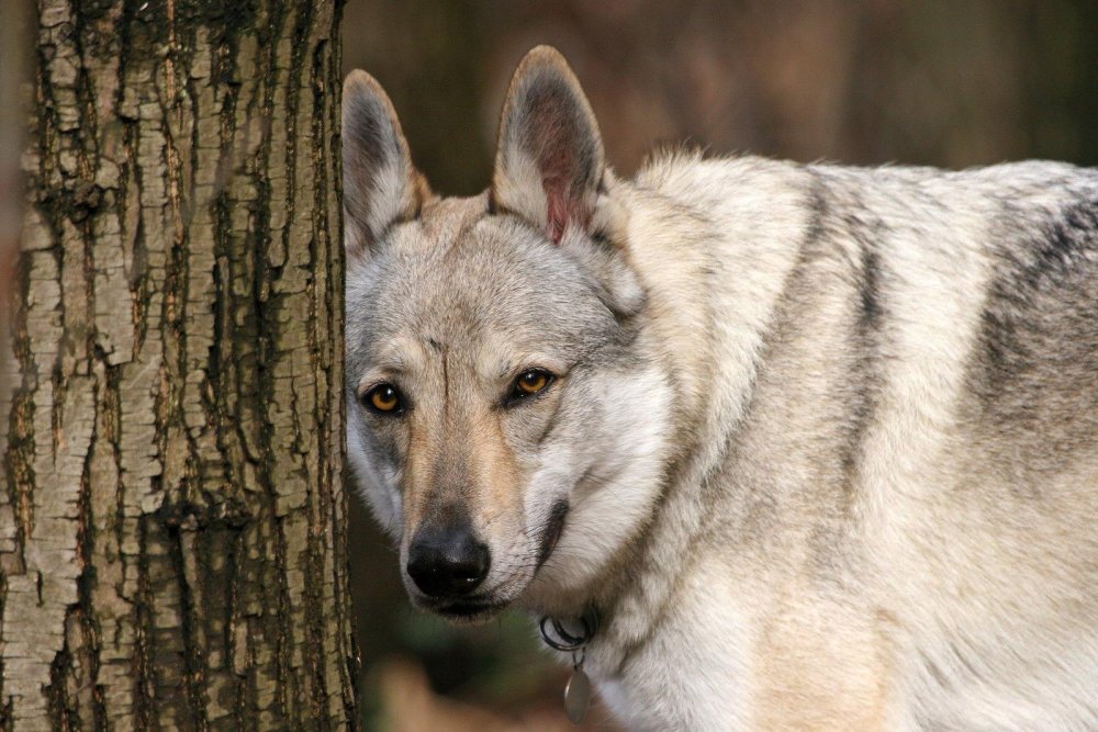 Czechoslovakian WolfDog Breed Image 9