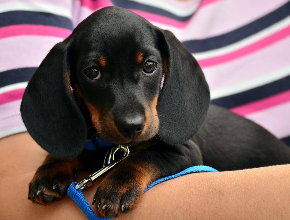 Dachshund Dog Breed Image 11