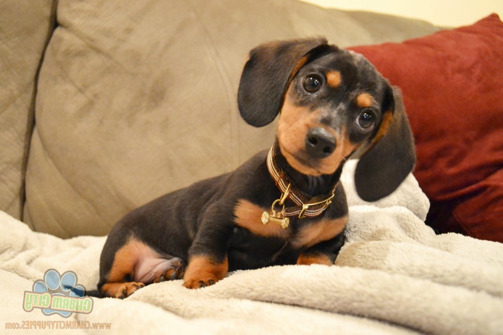 Dachshund Dog Breed Image 16