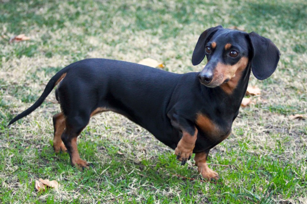 Dachshund Dog Breed Image 3