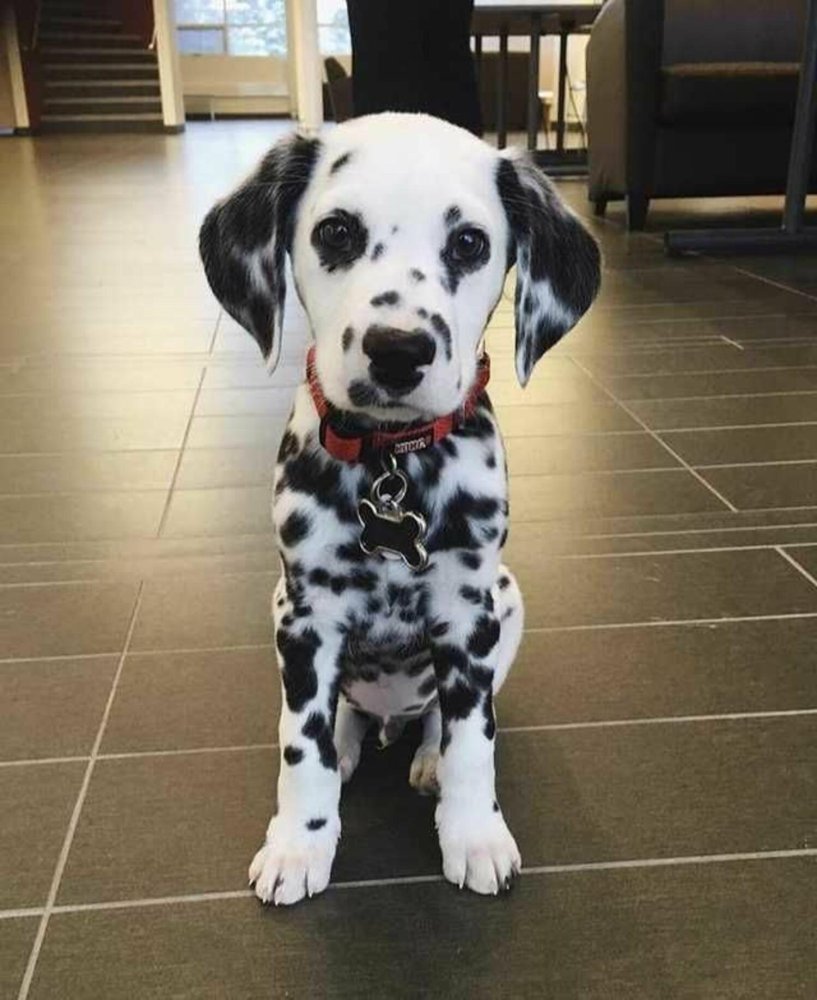 Dalmatian Dog Breed Image 11