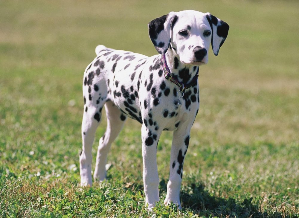 Dalmatian Dog Breed Image 13