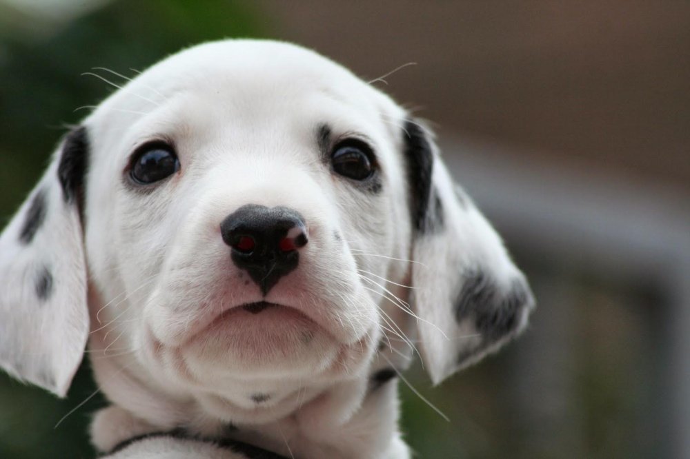 Dalmatian Dog Breed Image 15