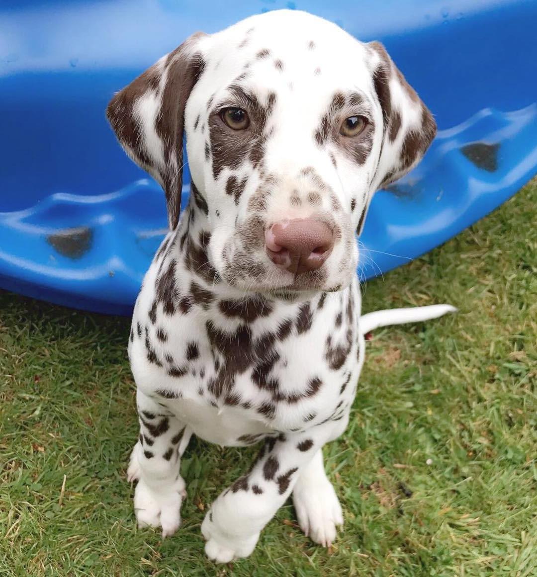 Dalmatian Dog Breed Image 16