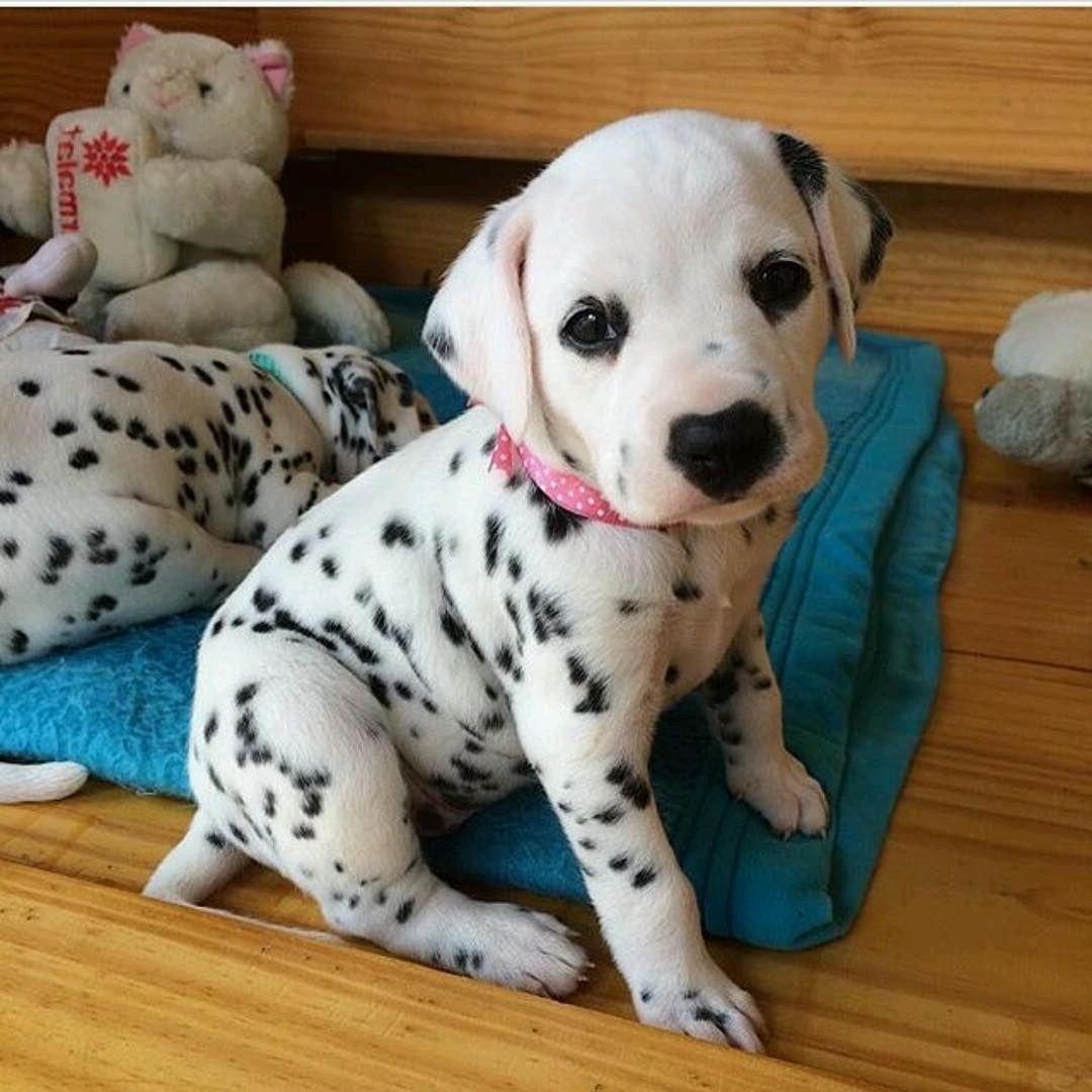 Dalmatian Dog Breed Image 18