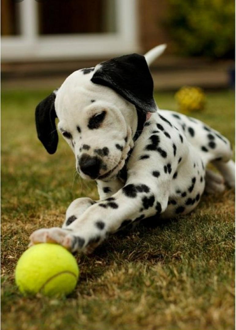 Dalmatian Dog Breed Image 19