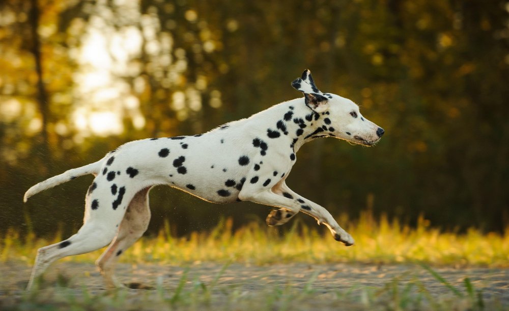 Dalmatian Dog Breed Image 2