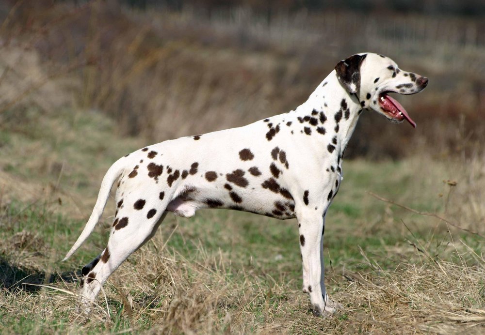 Dalmatian Dog Breed Image 8