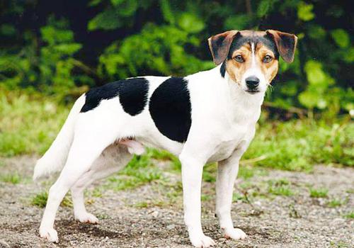 Danish-Swedish FarmDog Breed Image 11