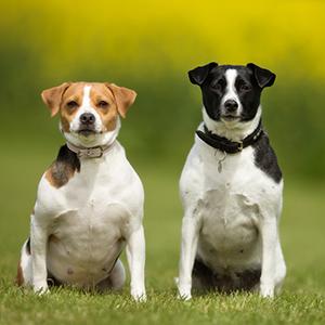 Danish-Swedish FarmDog Breed Image 13