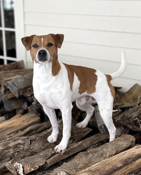 Danish-Swedish FarmDog Breed Image 18