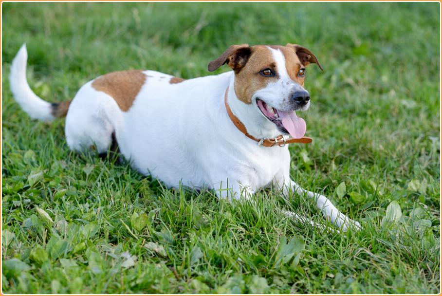 Danish-Swedish FarmDog Breed Image 6