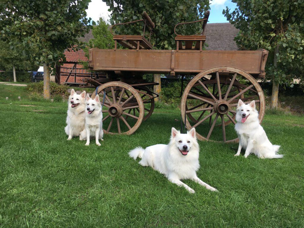 Danish Spitz Dog Breed Image 16