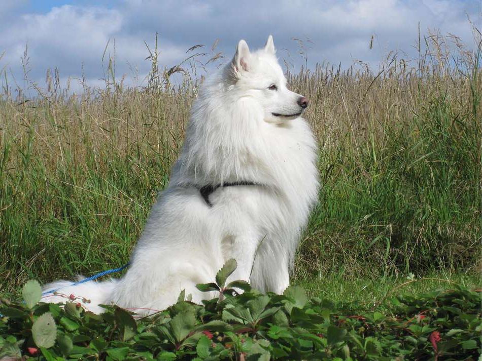 Danish Spitz Dog Breed Image 3