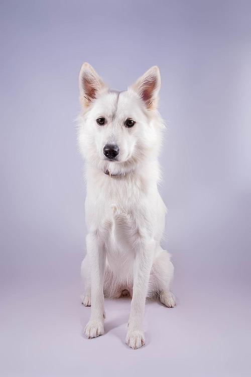 Danish Spitz Dog Breed Image 6