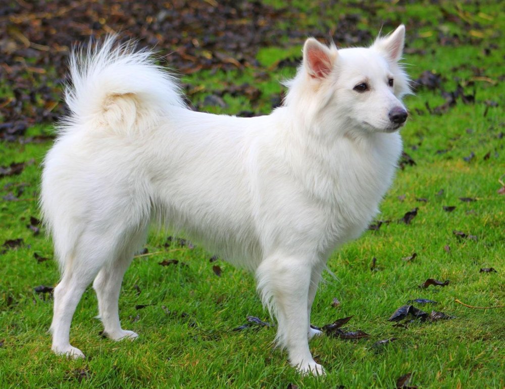 Danish Spitz Dog Breed Image 7