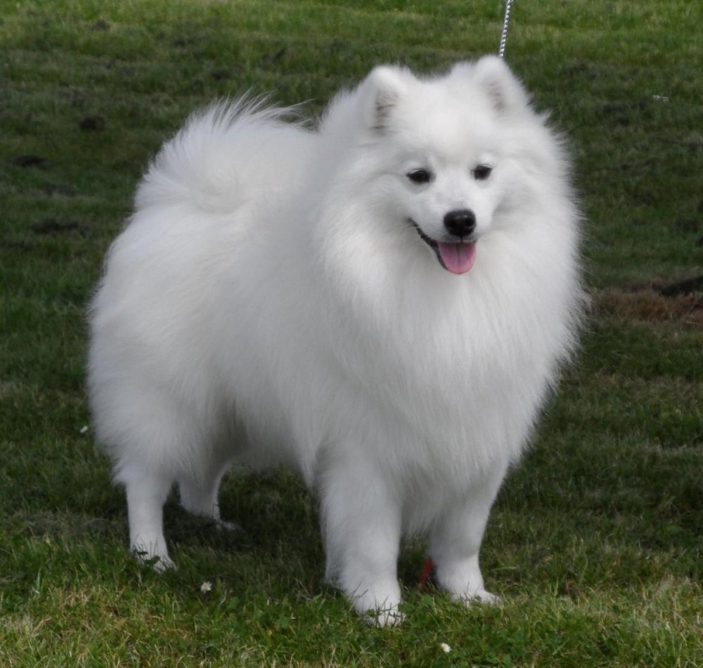 Danish Spitz Dog Breed Image 9