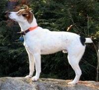 Denmark Feist Dog Breed Image 5