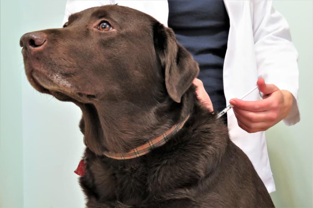 Diabetes Mellitus in Dogs Image 12