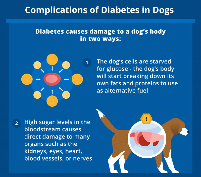 Diabetes Mellitus in Dogs Image 4