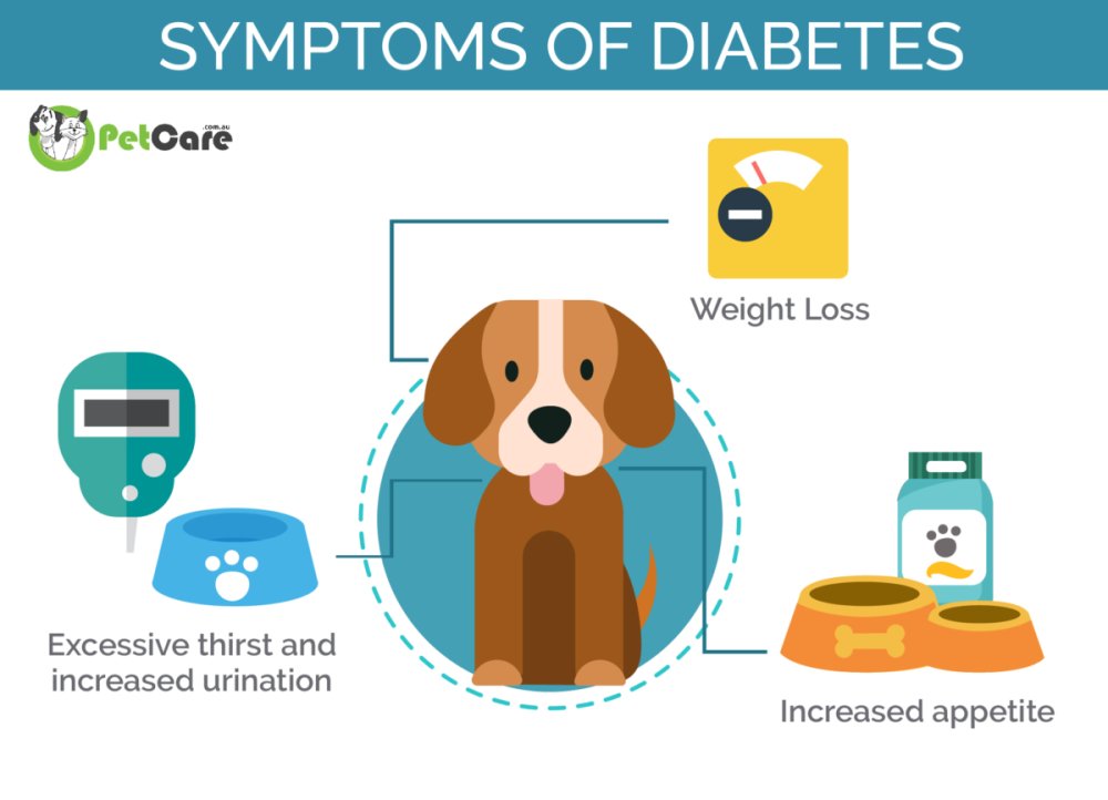 Diabetes Mellitus in Dogs Image 6