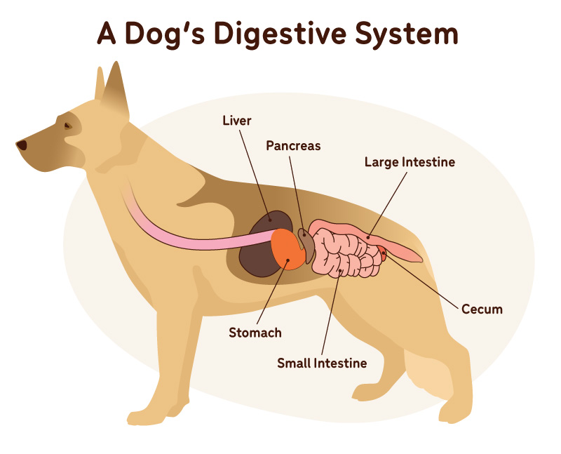 Digestive Disorders in Dogs Image 7