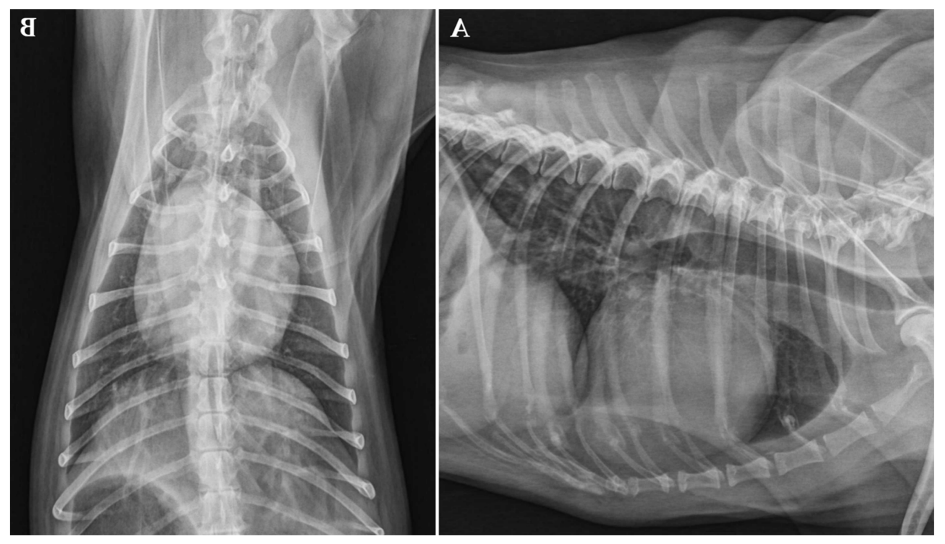 Dilated Cardiomyopathy in Dogs Image 11