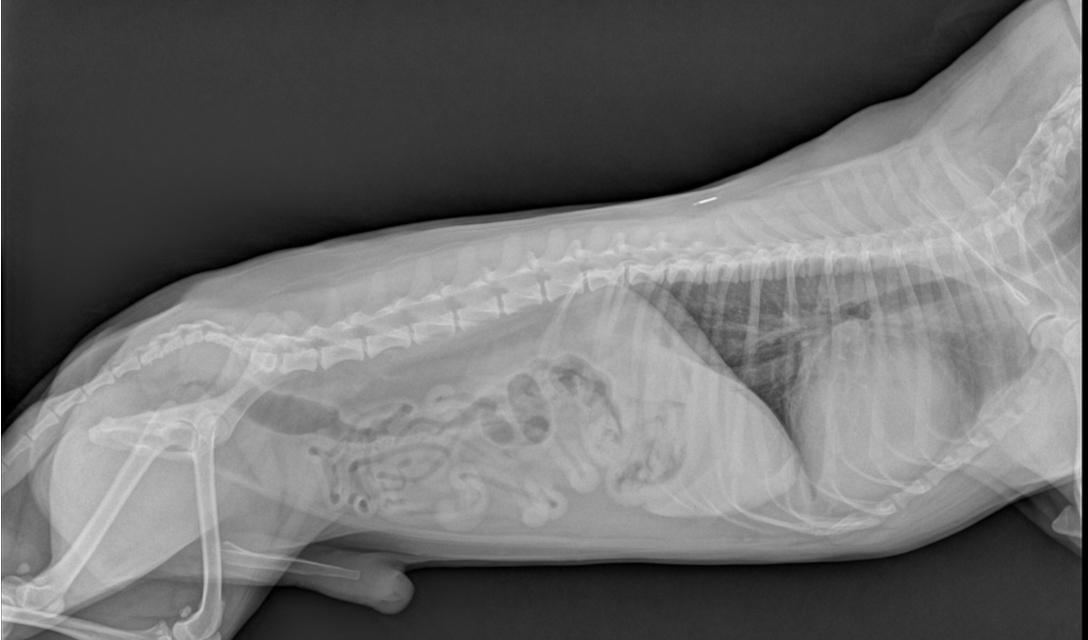 Dilated Cardiomyopathy in Dogs Image 7