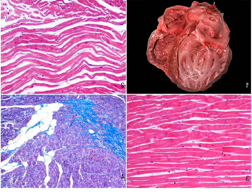 Dilated Cardiomyopathy in Dogs Image 8