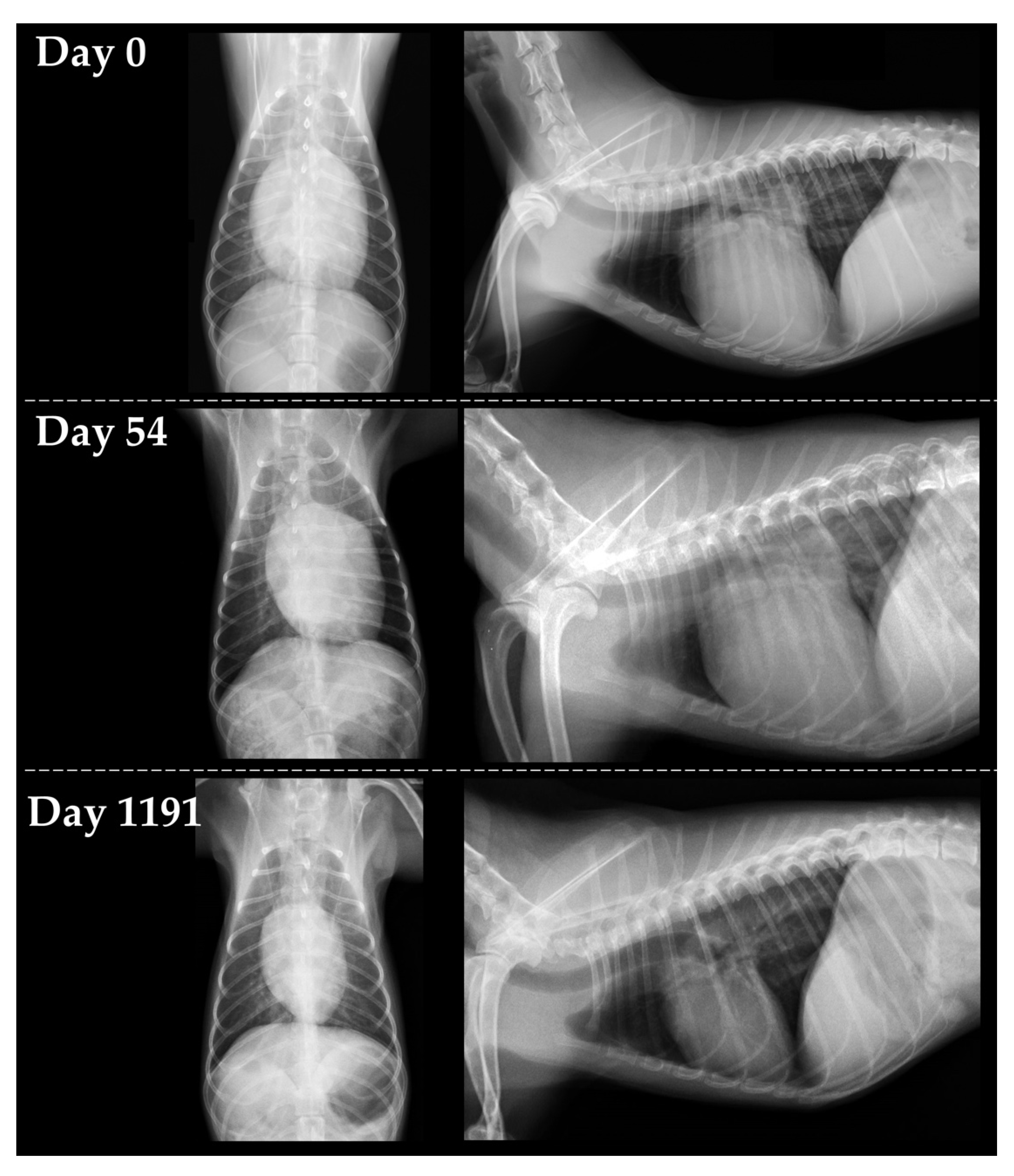 Dilated Cardiomyopathy in Dogs Image 9