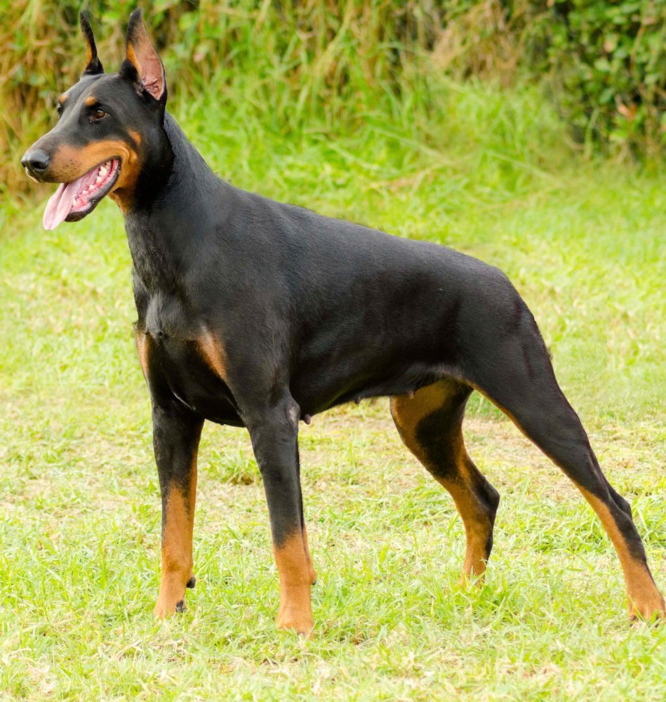 Dobermann Dog Breed Image 1