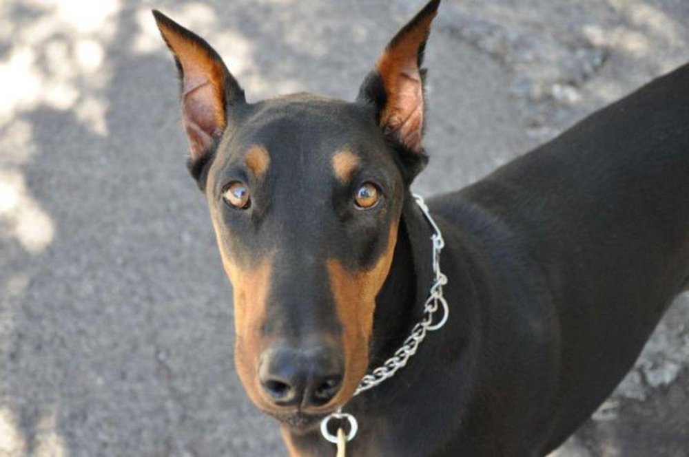 Dobermann Dog Breed Image 11