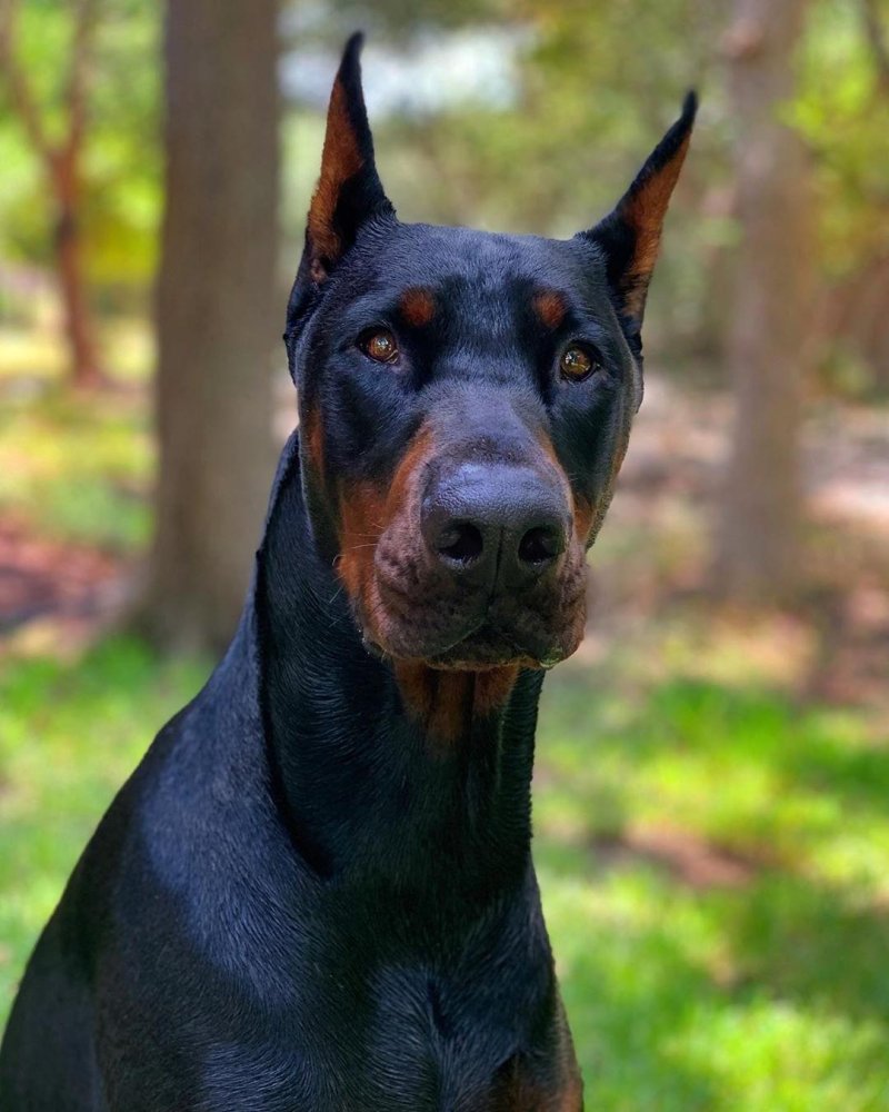 Dobermann Dog Breed Image 13