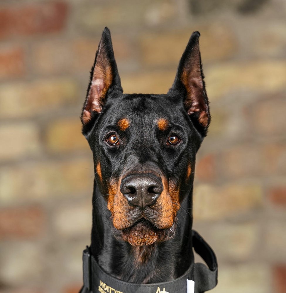 Dobermann Dog Breed Image 17