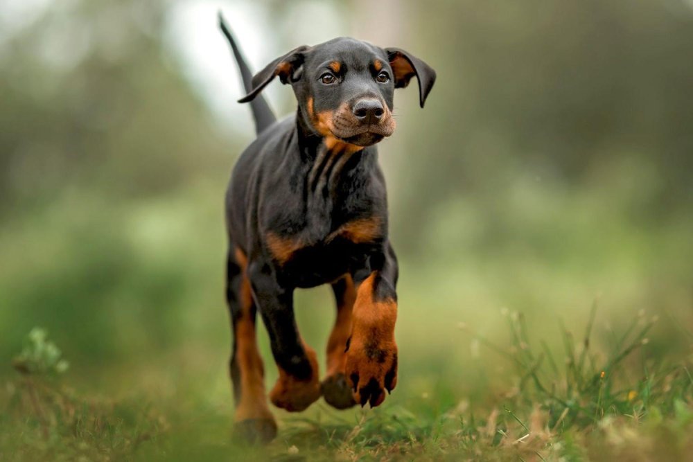 Dobermann Dog Breed Image 3