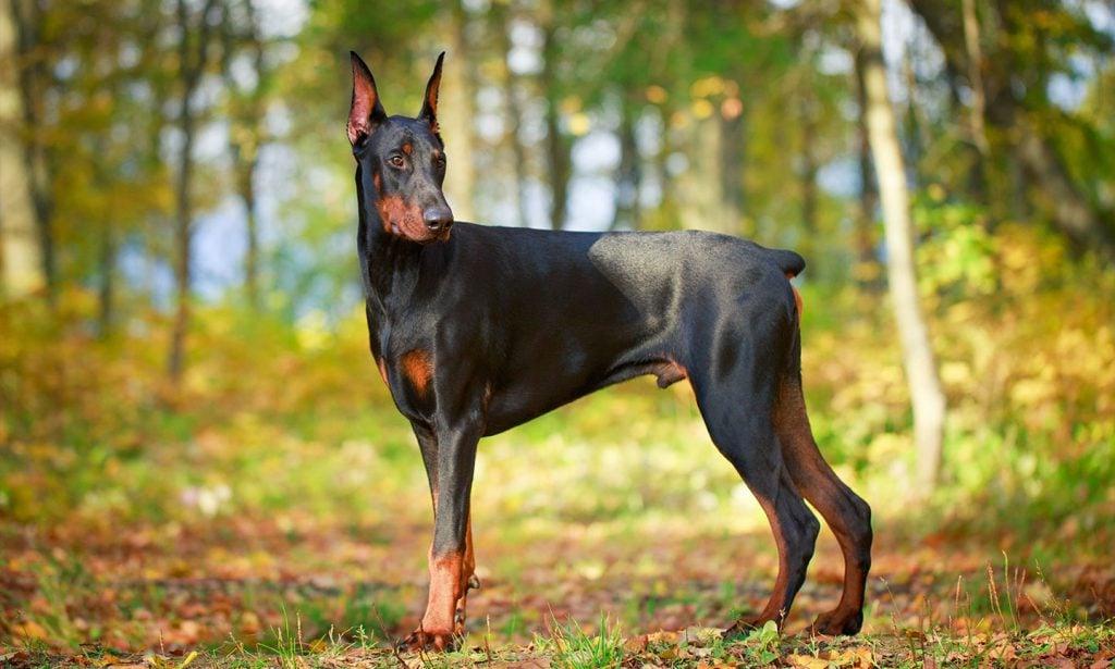 Dobermann Dog Breed Image 5