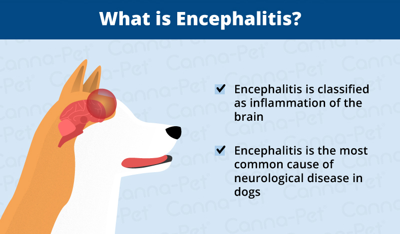 Dog Brain Diseases Image 2