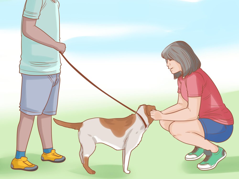 Dog Care Basics Image 11