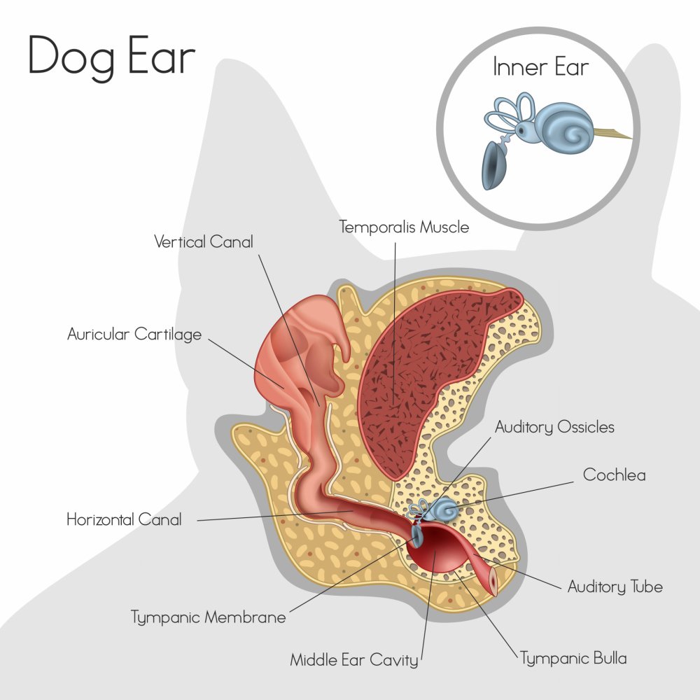 Dog Ear and Hearing Disorders Image 1