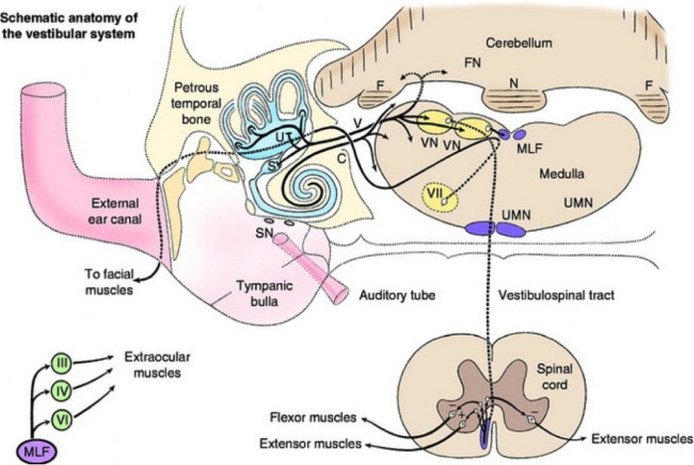 Dog Ear and Hearing Disorders Image 20