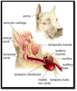 Dog Ear and Hearing Disorders Image 8